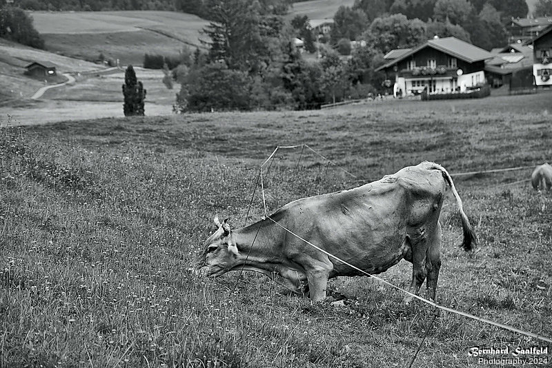 Bernhard Saalfeld - Tierwelt (4v9)